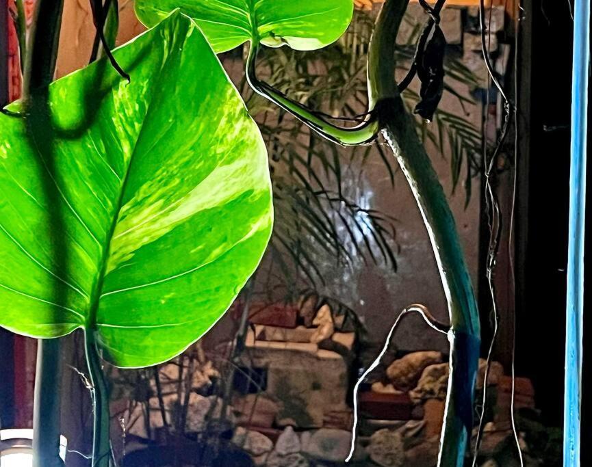 Miami Bungalow Oasis Near Everglades & The Keys Cutler Bay Ngoại thất bức ảnh